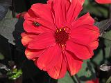 Dahlia S Red